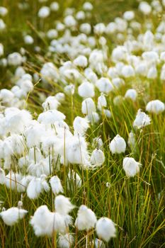 Marsh green vegetation during fruiting - cotton grass