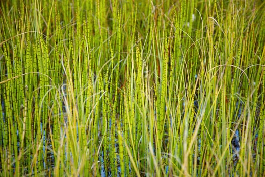 Dense thickets of marsh small plants - Horsetail