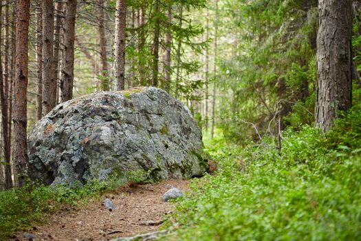 Bright landscape - path in the coniferous forest