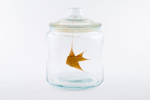 Goldenfish made of leaves in a glass jar