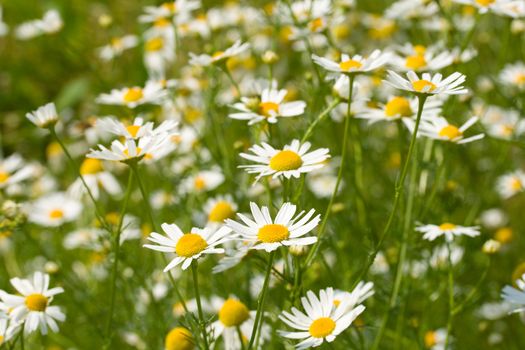 many chamomiles with green grass background