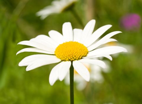 close-up camomile on green grass background