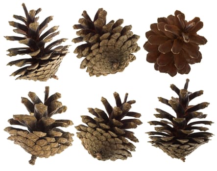 close-up pine cones set, isolated on white