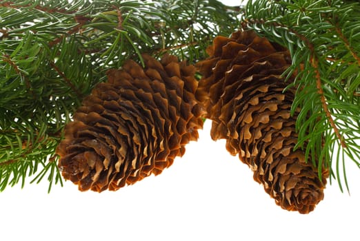 close-up fir tree with cones, isolated on white