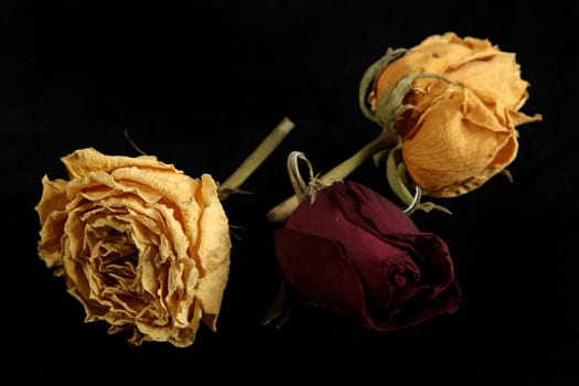 Dried roses on a black background