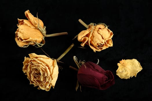 Dried roses on a black background