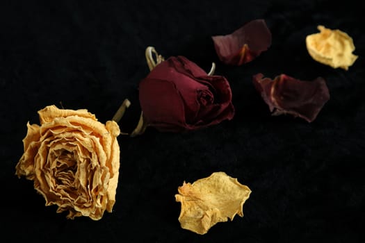 Dried roses on a black background