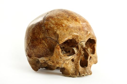 Skull of the person on a white background