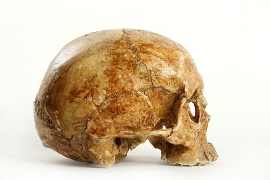 Skull of the person on a white background