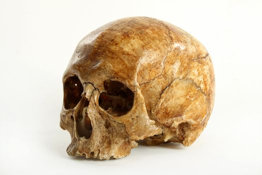 Skull of the person on a white background