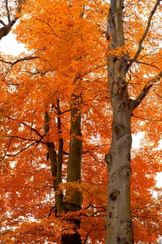 autumn tree orange scenery in park