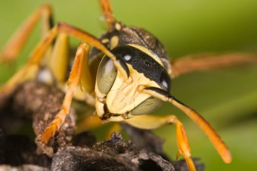 A wasp Polistes bischoffi ( Weyrauch, 1937 ) of threatening aspect 