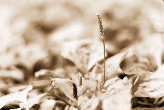 It is a beautiful macro grassland look.