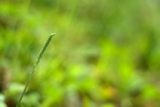 It is a beautiful macro grassland look.