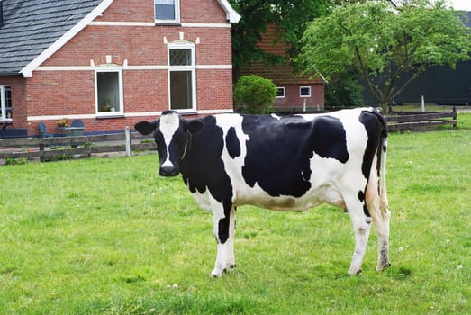 Cow standing in a meadow in front of a part of a farm.