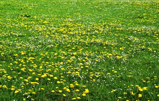 Field full of dandelions and daisies.
