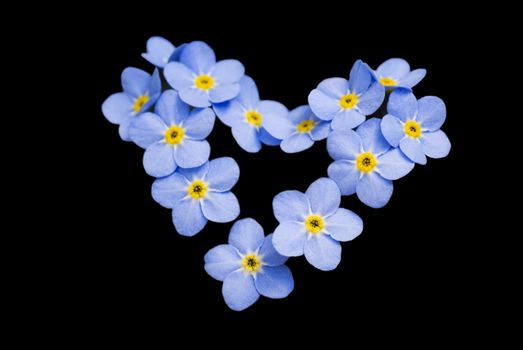 Forget me not, beatiful little flowers in the shape of a heart; isolated on black.