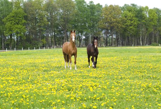 Horses standing in a meadow full of flowers.