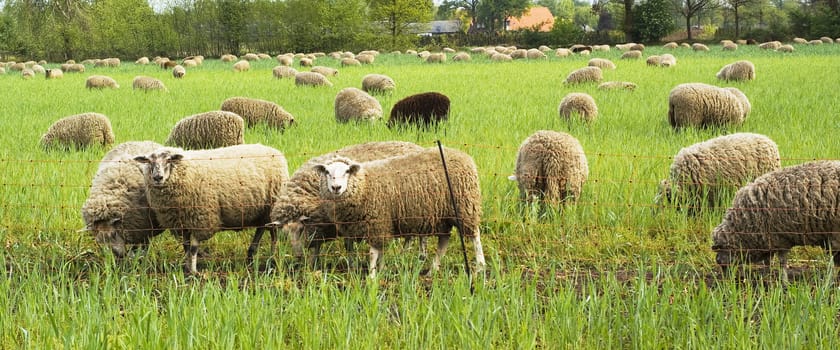 Grazing sheep in a meadow.