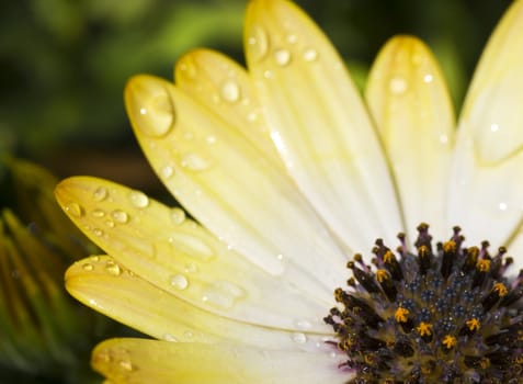 Close up of a part of a daisy covered with raindrops.