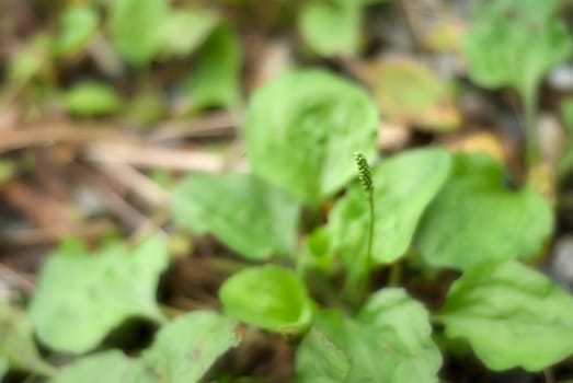 It is a beautiful macro grassland look.