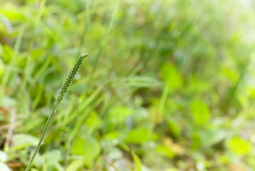 It is a beautiful macro grassland look.