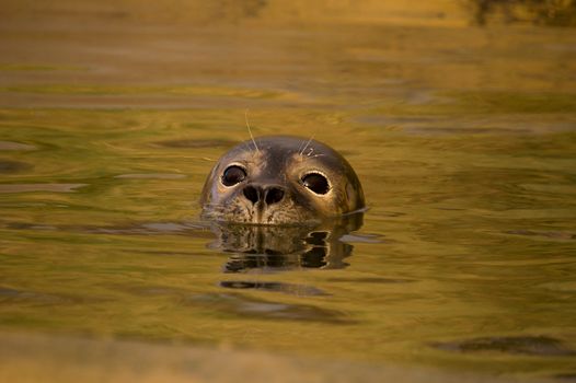 Rescued Harbour Seal (Phoca Vitulina) pup with head above water - landscape orientation