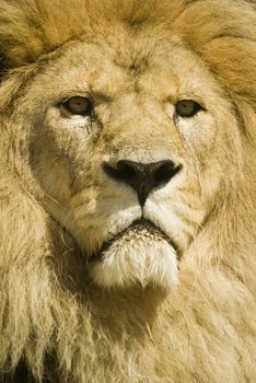 Close up of Lion (Panthera leo) - portrait orientation