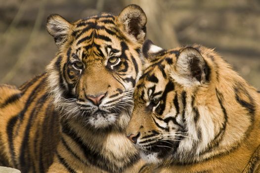 Closeup of Amur Tiger (Panthera tigris altaica)
