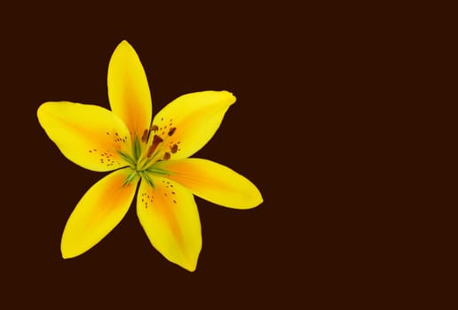 Yellow and orange lily isolated over brown background.