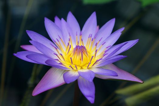 Purple and yellow water lily rising from the pond.