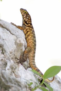 A closeup shot of a curlytail lizard found on the beaches of Cuba.