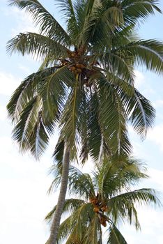 A palm tree with a sky background and some coconuts hanging from it.