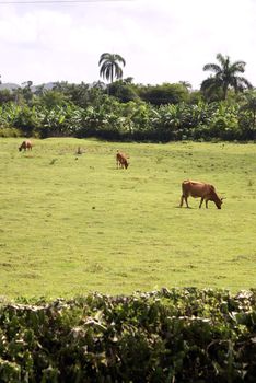 A few grazing cattle in a tropical farmland meadow.