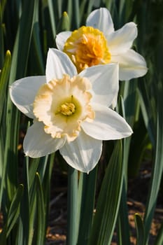 Two daffodils in spring in the sun shine