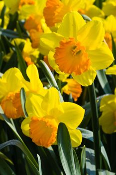 Group of orange and yellow daffodils in spring in the sunshine