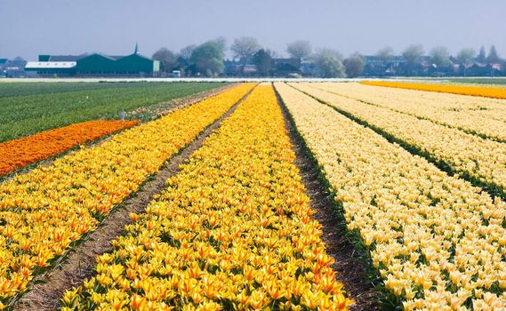 Colorful fields with small tulips blooming in spring