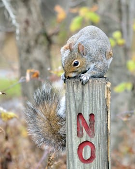 A gray squirrel perched on a post.