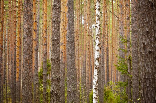 One birch among the pine forest - the background