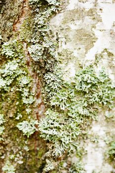 Birch bark is covered with green lichen