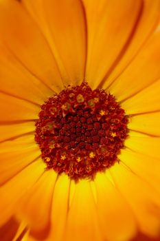 The core of the orange flower closeup