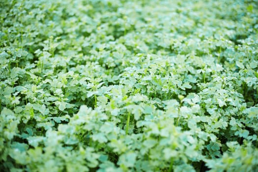 Young mustard growing in the field - the background