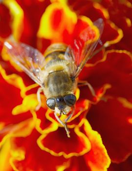 Hoverfly resting on a red flower close up