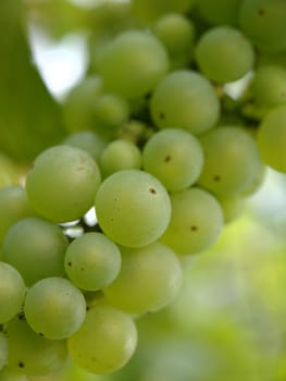 siting in the shade of the vine