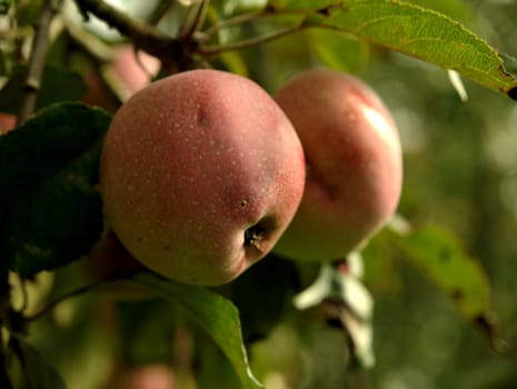 winter apple in the garden