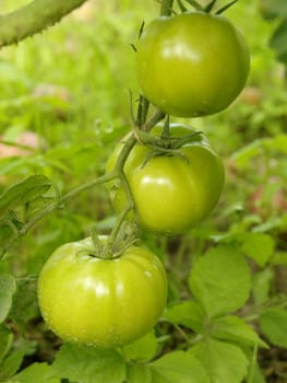 Green tomato in the garden