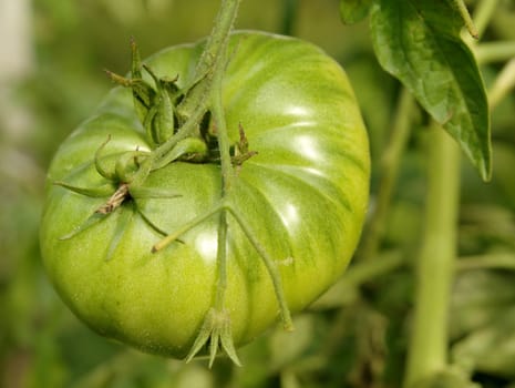 Green tomato in the garden