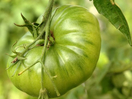 Green tomato in the garden