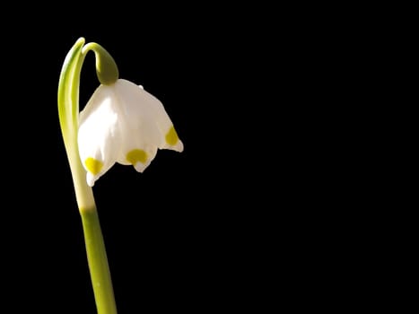 early spring snowflake