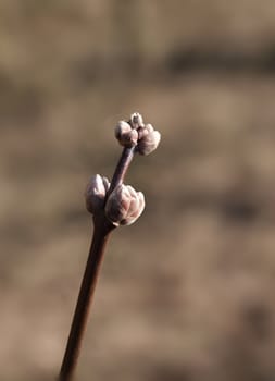 First bud